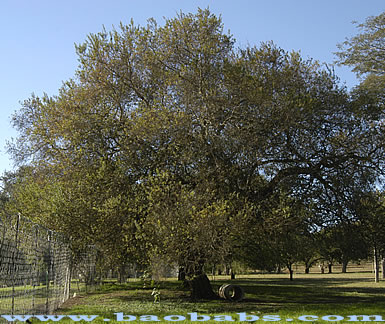 Acacia rehmanniana